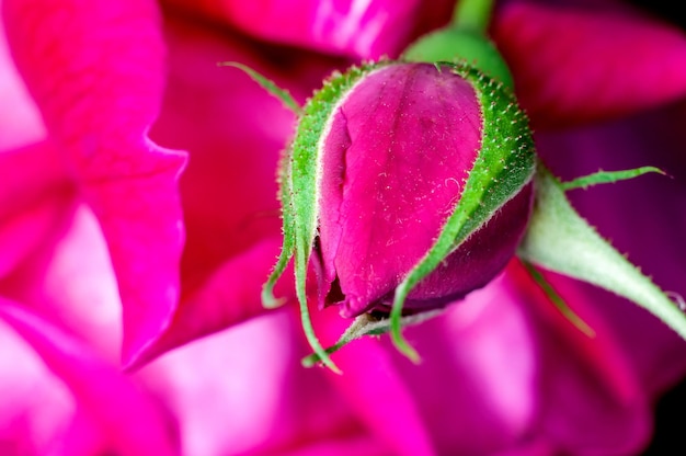 Capullo de rosa rosa con textura rosa