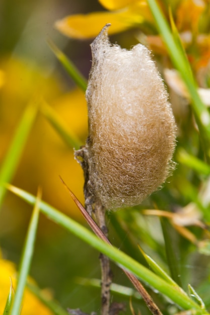 Capullo de seda polilla