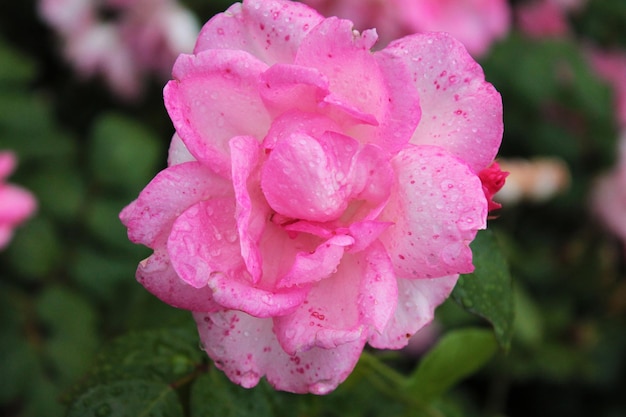 Un capullo de una suave y misteriosa rosa muestra todos sus encantos.