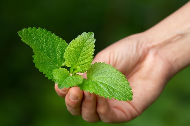 capullo de toronjil por un lado Planta medicinal