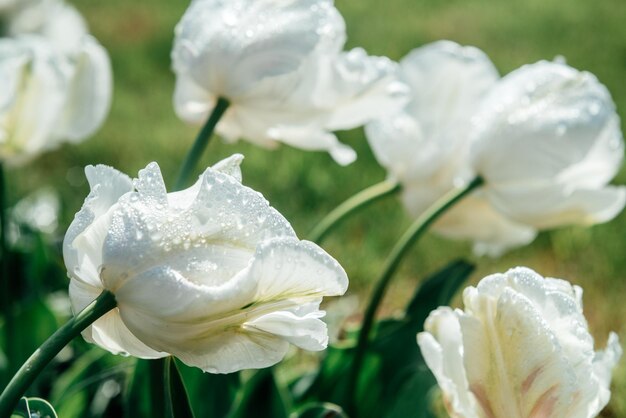 Capullo de tulipán blanco con gotas de agua en el parque a principios de primavera