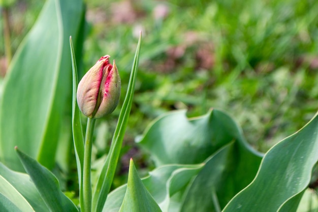 Un capullo de tulipán está abierto a la derecha del tallo.