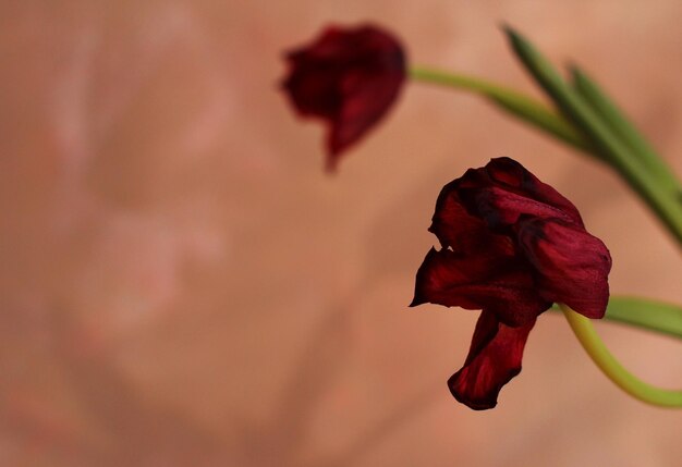 Capullo de tulipán marchitamiento rojo sobre fondo de color rosa