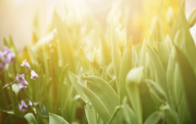 Capullo de tulipán sin soplar en el jardín de cerca