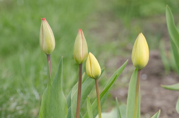 Capullo de tulipán verde con hojas verdes que crecen en el jardín Capullo de tulipán sobre fondo verde