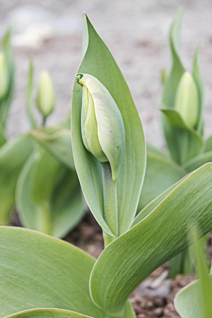 Capullo de tulipán