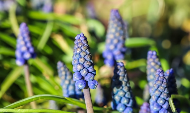 Capullos azules flores muscari armeniacum o jacinto de uva