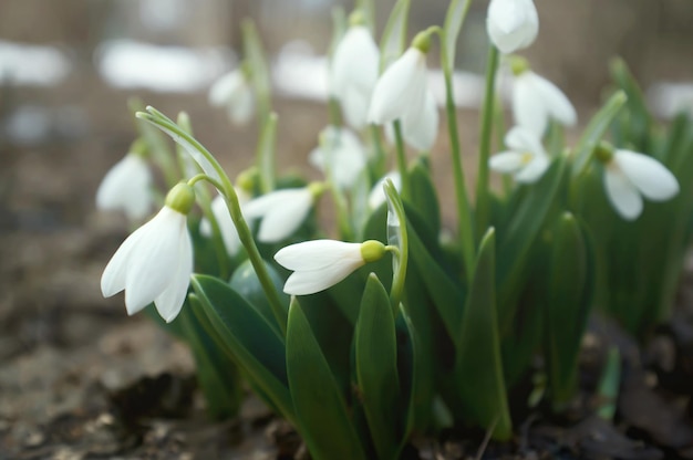 Capullos de campanillas (Galanthus) en flor. Flores blancas frescas en un parque primaveral