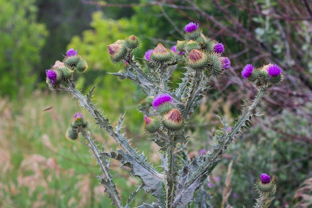 Capullos de cardo y flores en un campo de verano