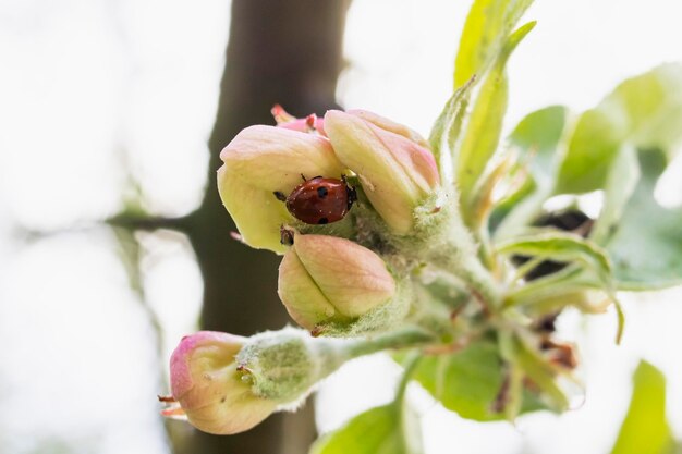 Capullos de flor de manzana rosa en primer plano de la luz del sol