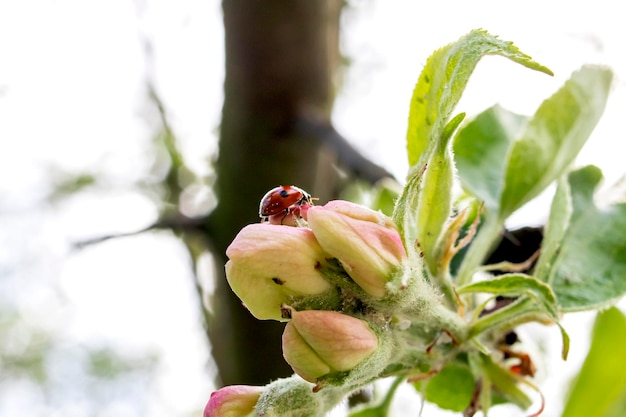 Capullos de flor de manzana rosa en primer plano de la luz del sol