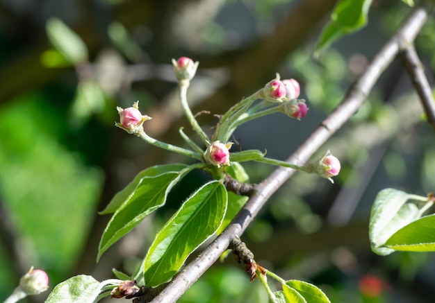 Capullos de flor de manzano rosa sin soplar en las ramas