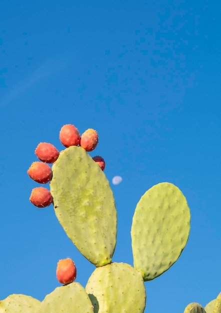 Capullos y flor de tuna contra el sol