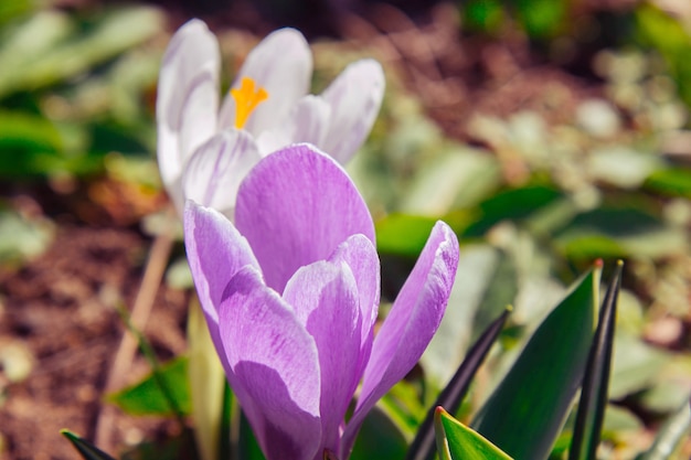 Capullos de flores en flor en un jardín de primavera de cerca