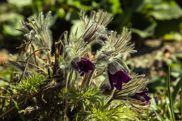 Capullos de flores en flor en un jardín de primavera de cerca