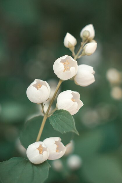 Foto capullos de flores de jazmín blanco en una rama