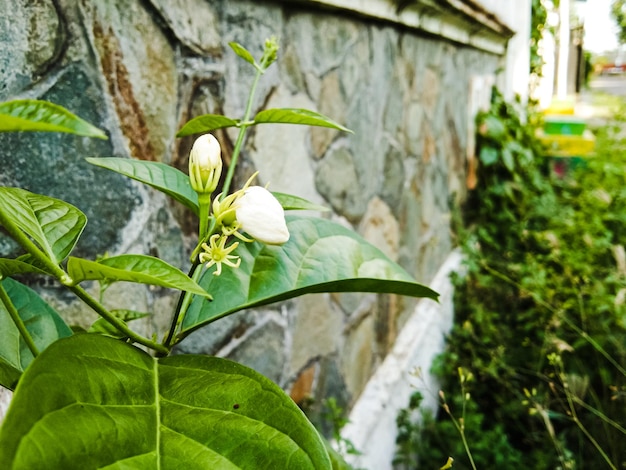 Capullos de flores de jazmín