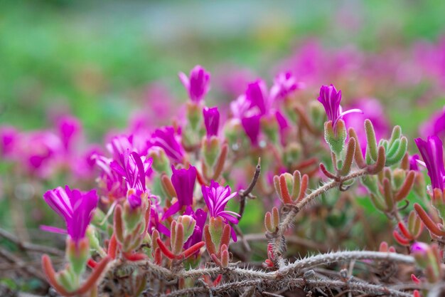 Capullos de flores en una rama