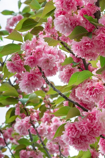 Capullos de flores en una rama