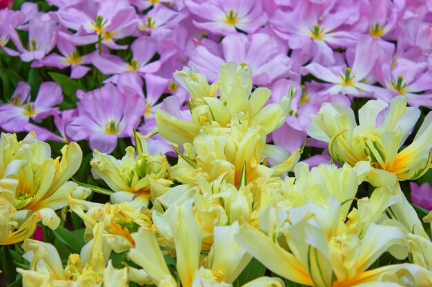 Capullos de flores rosas y amarillas en un invernadero