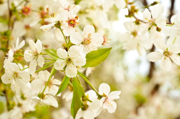 capullos de flores