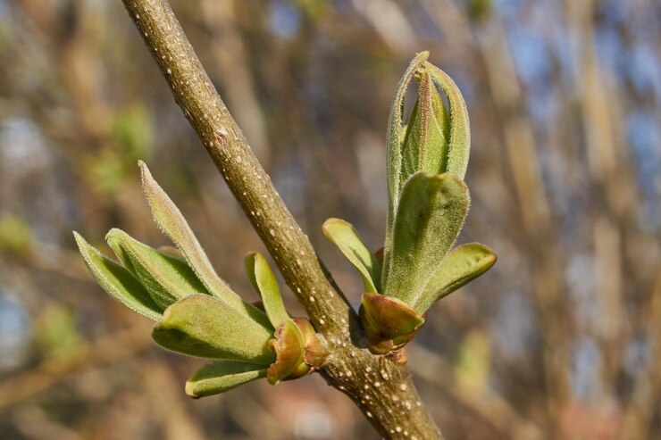 Los capullos de las hojas de las lilas florecen y las hojas jóvenes aparecen Primavera
