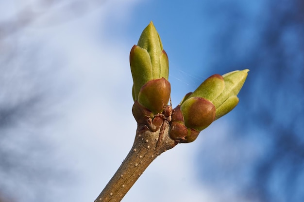 Los capullos de las hojas de las lilas florecen y las hojas jóvenes aparecen Primavera