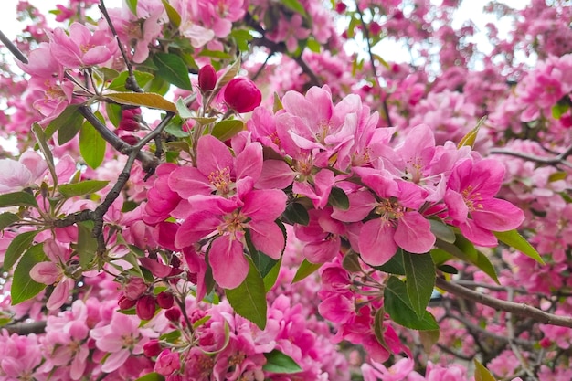 Capullos de manzana o ciruela con flores brillantes en el parque en primavera