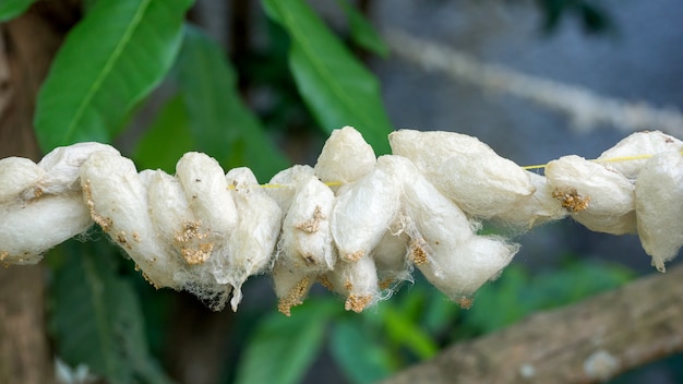 Capullos de mariposa colgando de una ramita