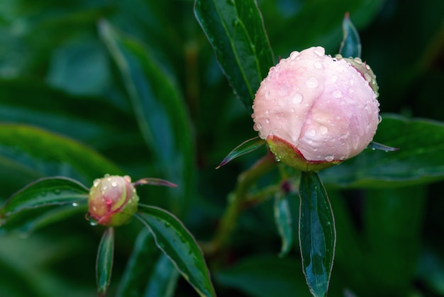 Capullos de peonía rosa mojados con gotas de agua después de la lluvia