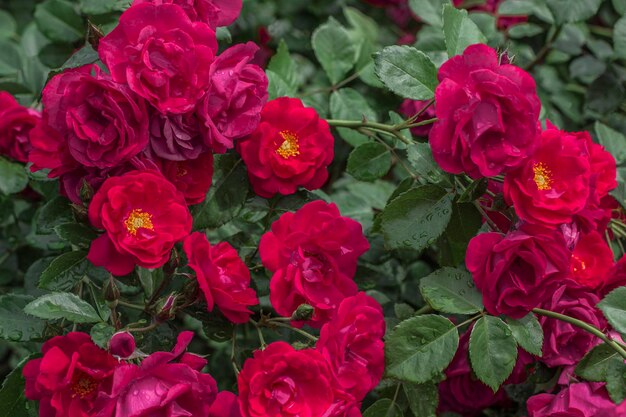 Capullos de rosas rojas entre hojas verdes.