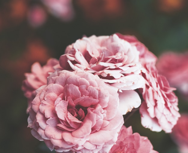 Foto capullos de rosas rosas en flor en el jardín