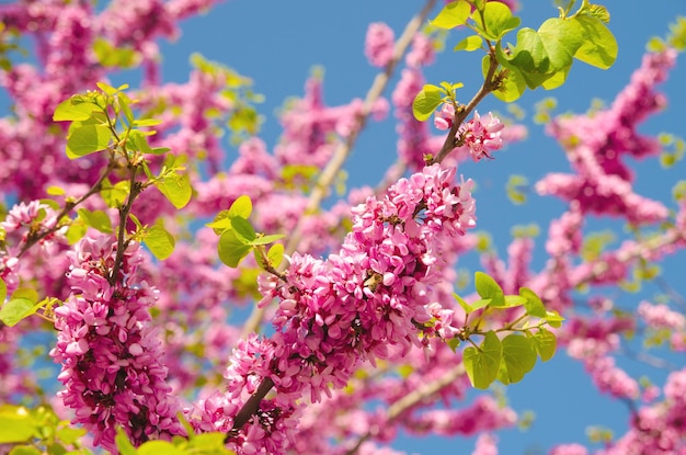 Capullos de sakura florecientes en el árbol