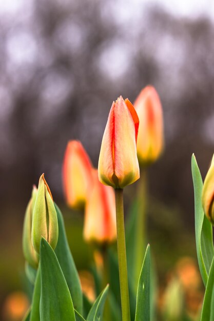 Capullos de tulipán y tulipanes en el parque Postal de primavera