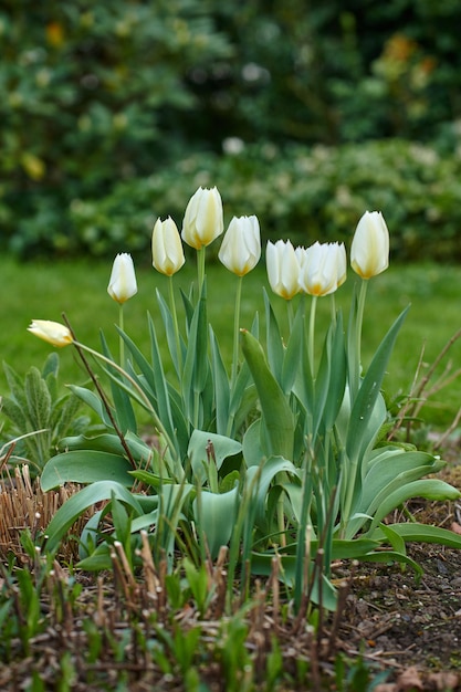 Capullos de tulipanes blancos en un jardín Hermoso ramo de tulipanes que crecen en suelo oscuro en un patio trasero Plantas con flores perennes de primavera cultivadas como decoración en parques y para paisajismo al aire libre