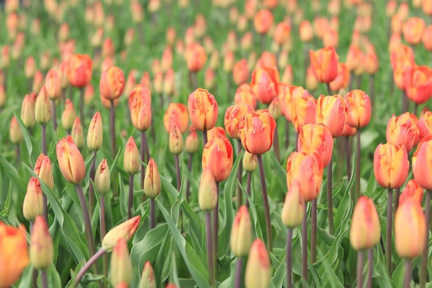Capullos de tulipanes con enfoque selectivo Paisaje natural con flores de primavera Día Mundial del Tulipán