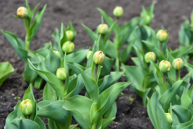 Los capullos verdes de los tulipanes jóvenes florecen en el césped.