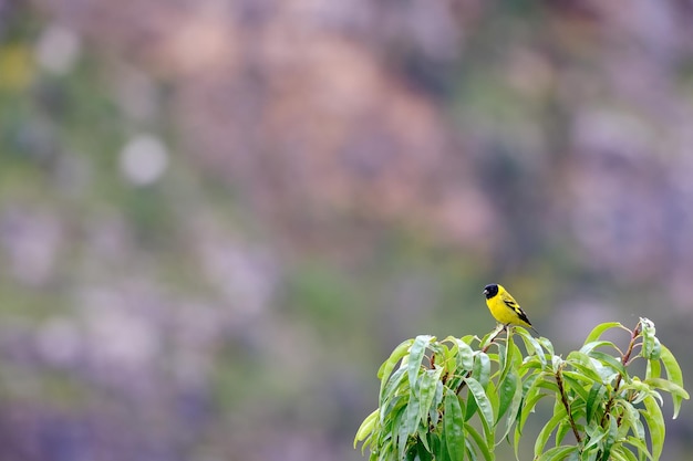 Capuz Siskin Spinus magellanica empoleirado na copa de uma árvore