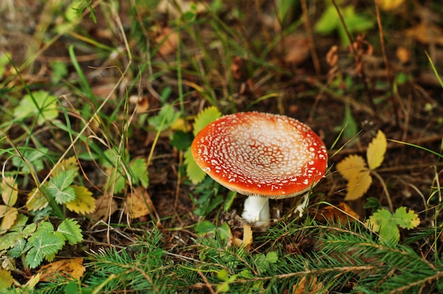 Capuz vermelho, um fungo muito venenoso. Crescendo em uma floresta na Ucrânia.