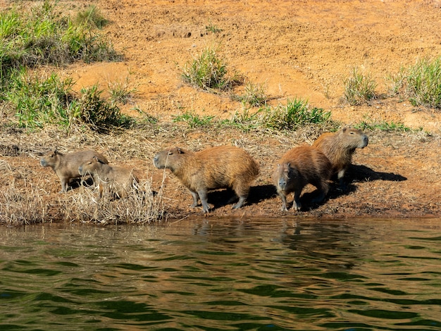 Capybara am Wassergrenzstrandfluss