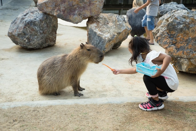 Capybara füttern die Karotte im Zoo im Sriayuthaya Lion Park selektiv