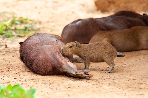 Capybara, Hydrochoerus hydrochaeris, das größte gezahnte Nagetier.