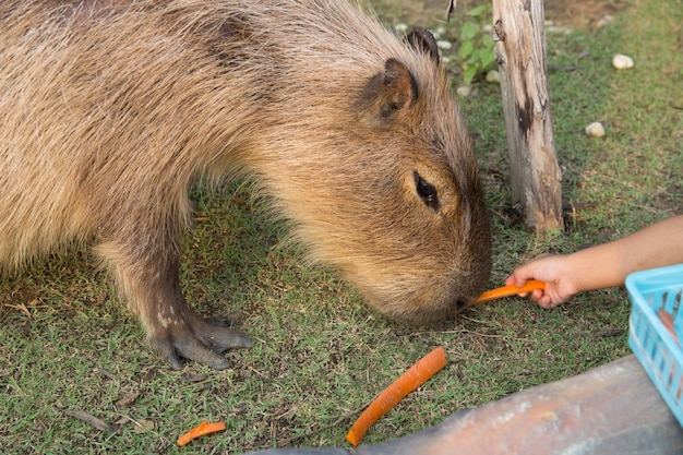 Capybara im Zoo im Sriayuthaya Lion Park fokussieren selektiv