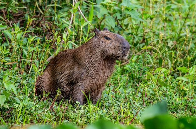 Capybara in der Nähe des Flusses im Gras