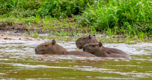 Capybara in der Nähe des Flusses im Gras