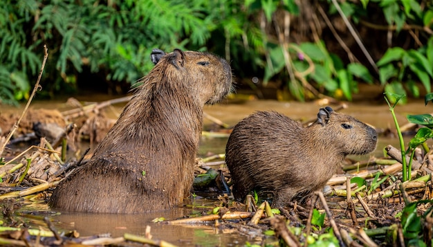 Capybara in der Nähe des Flusses im Gras