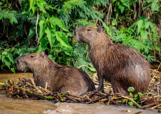 Capybara in der Nähe des Flusses im Gras