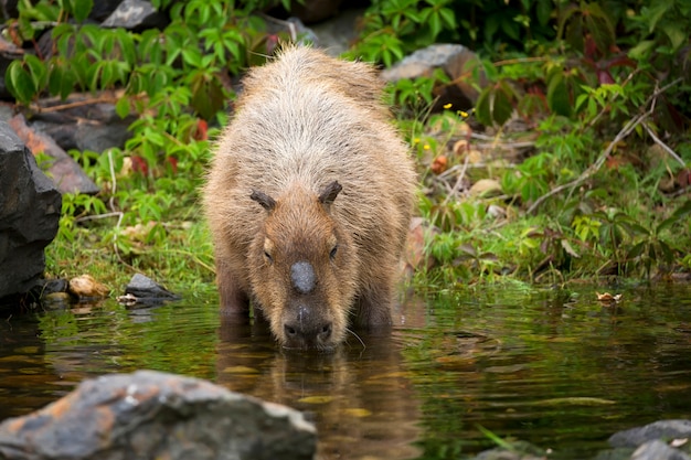 Capybara in freier Wildbahn