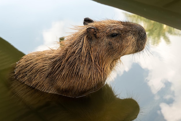Capybara-Kopf in Nahaufnahme Erwachsener Capybara schwimmt im Wasser