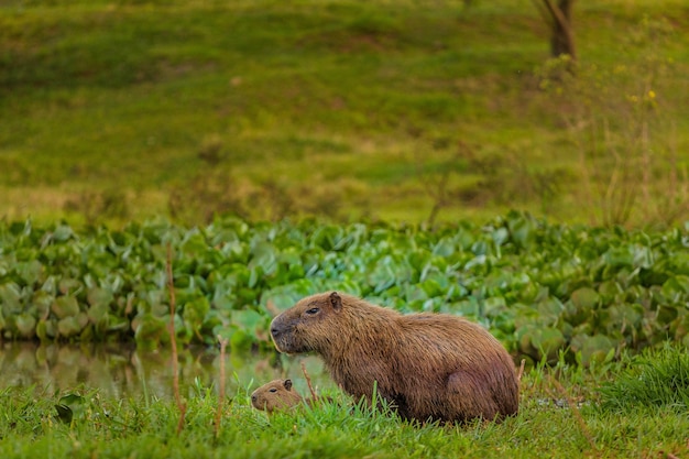 Capybara mit Jungtier